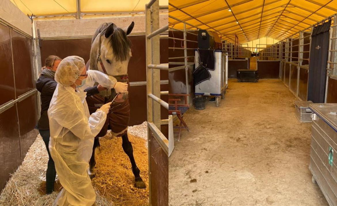 A horse getting treatment